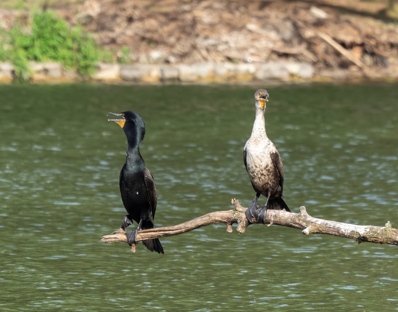 Adult and juvenile double-crested cormorants perched together