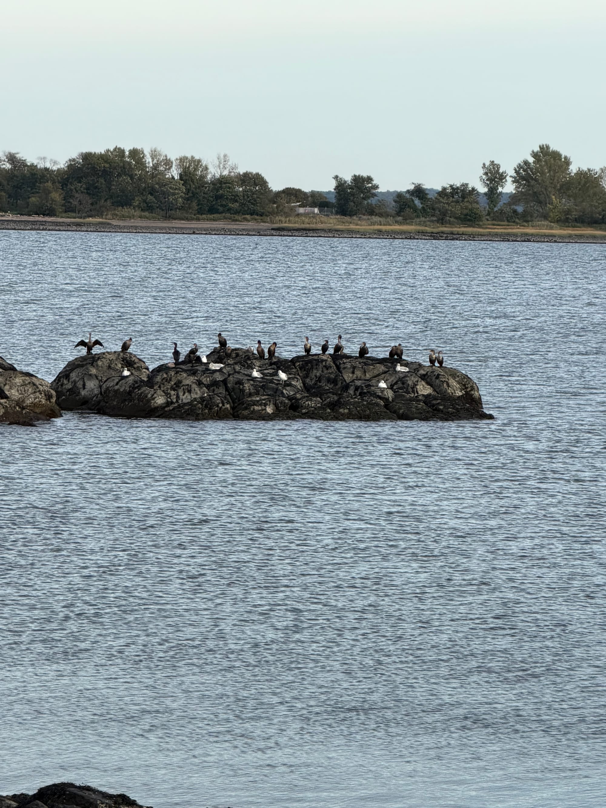Cormorants and gulls perched on a dark rocky islet in calm water